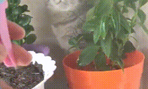 主人给盆栽浇水，旁边的猫咪也顺便被喷湿，猫：没看见本喵在这吗