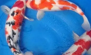 饲养日本锦鲤，颜色会变淡吗？