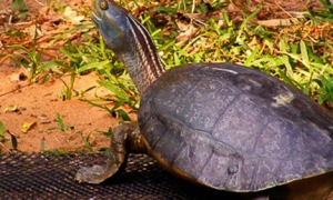 红冠棱背龟是保护动物吗