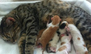 母猫生完第一胎多久可以绝育