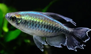 刚果美人鱼寿命多长