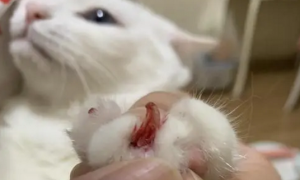 猫指甲剪出血不处理会自愈吗
