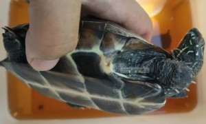 乌龟腐皮图片 怎么治