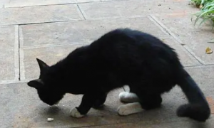 黑猫被救助，有了“坐锅里”的习惯，主人疑惑：你想让我吃你吗？