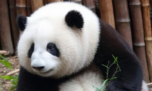 关爱大熊猫，保护我们共同的地球家园