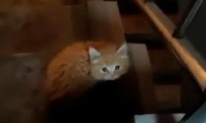 楼道里发现一只可爱小橘猫，找主人未果，带回家自己收养