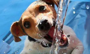 狗可以喝自来水吗