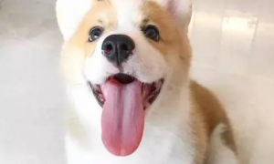 狗舌头发白