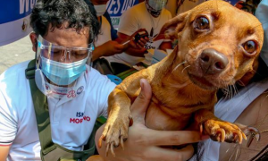 每年有多少人死于狂犬病