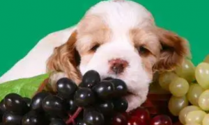 狗能吃葡萄吗