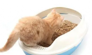 小猫多久可以开始训练用猫砂
