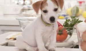 狗能吃蒜苔吗