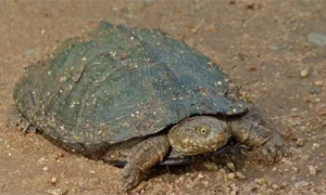棱背侧颈龟和西非侧颈龟的区别