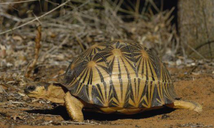 辐射陆龟几岁成年
