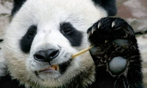 野外大熊猫有什么必杀技，在没有人类保护的情况下，如何生存？
