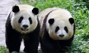大熊猫，中国的重要文化象征和世界自然遗产