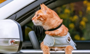 汽车可以带猫咪上车么
