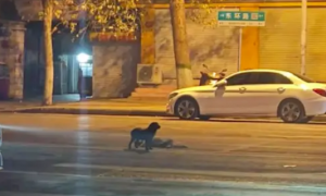 流浪狗出车祸躺在马路上，伙伴在旁边给它做心跳复苏，看着好心疼
