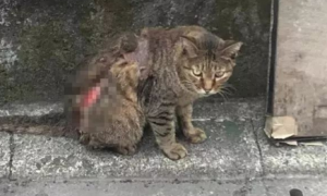 虐猫在中国违法吗