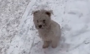 流浪狗跟女士到家门口，在零下二十度雪地等了一天，一心只想被收养！