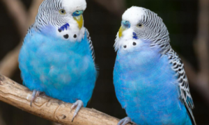 蓝色长尾鹦鹉是什么品种