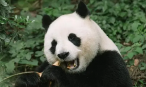 大熊猫是猫科动物吗？了解大熊猫的分类，形态特征和生活习性