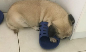 网友家的狗狗有一个特殊爱好，每当网友不在家，就要在拖鞋上睡觉