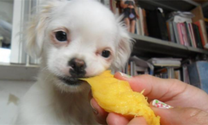 小狗可以吃芒果吗