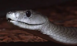 蛇獴为什么免疫蛇毒