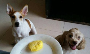 狗能吃鸡蛋不?