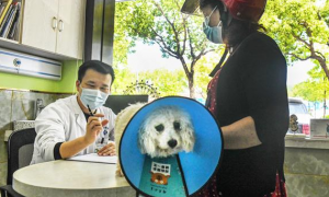“从没想过自己竟然被那么多人惦记”，金山首家宠物医院恢复营业