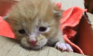 小猫出生几天睁眼
