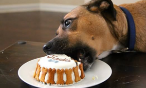 狗能吃甜食吗