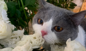 洋桔梗对猫来说有毒吗