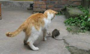 猫咪盯着院子角落看，下一秒就抓出一只老鼠，猫：今天有肉吃了