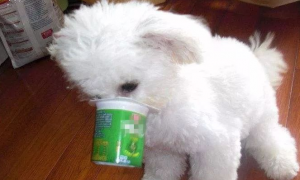 狗能不能喝酸奶