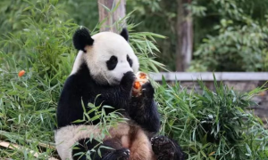大熊猫为何要实行迁地保护？