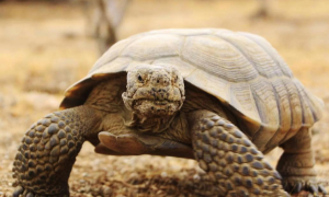 沙漠陆龟的照片纪录大片