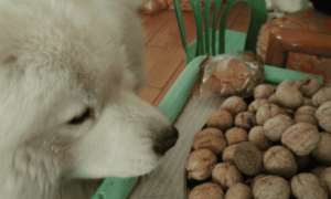 狗能吃核桃吗