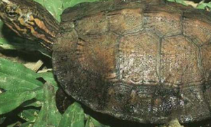 二级保护乌龟品种