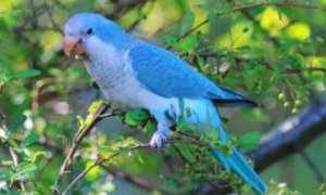 蓝尾巴的鹦鹉是什么品种