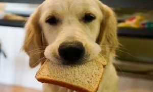 小狗可以吃面包吗