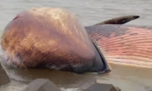 广东汕头海边出现一头死亡鲸鱼：已有工作人员到场处置 后续可能做成标本