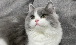 长毛英短猫是什么品种