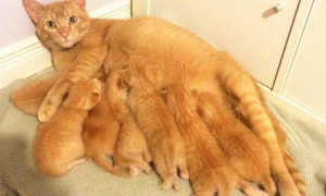 母猫一年生几次小猫