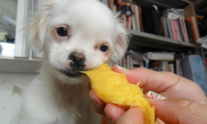 狗能吃芒果皮吗