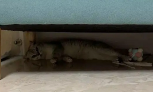 养了很久的猫突然躲床底下