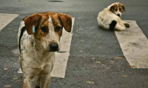 15名善心人士接力开车将丢失的狗狗带回到三千多公里的家中