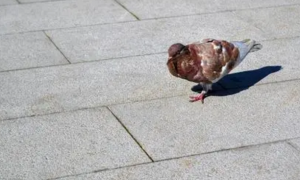 鸽子走路的时候用什么方式保持平衡