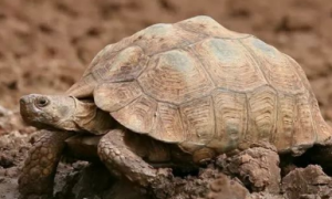 沙漠陆龟是保护动物吗
